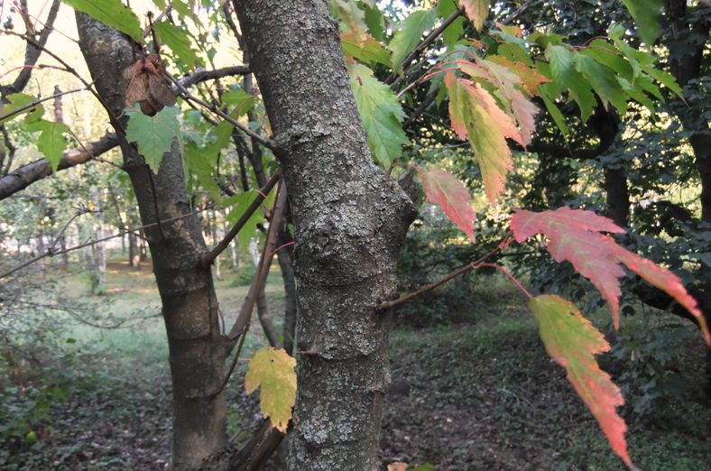 Image of Acer ginnala specimen.