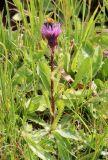 Cirsium simplex. Цветущее растение с кормящимся шмелём. Абхазия, гора Ах-Аг, субальпийский луг на высоте около 2200 м н.у.м. 08.08.2021.