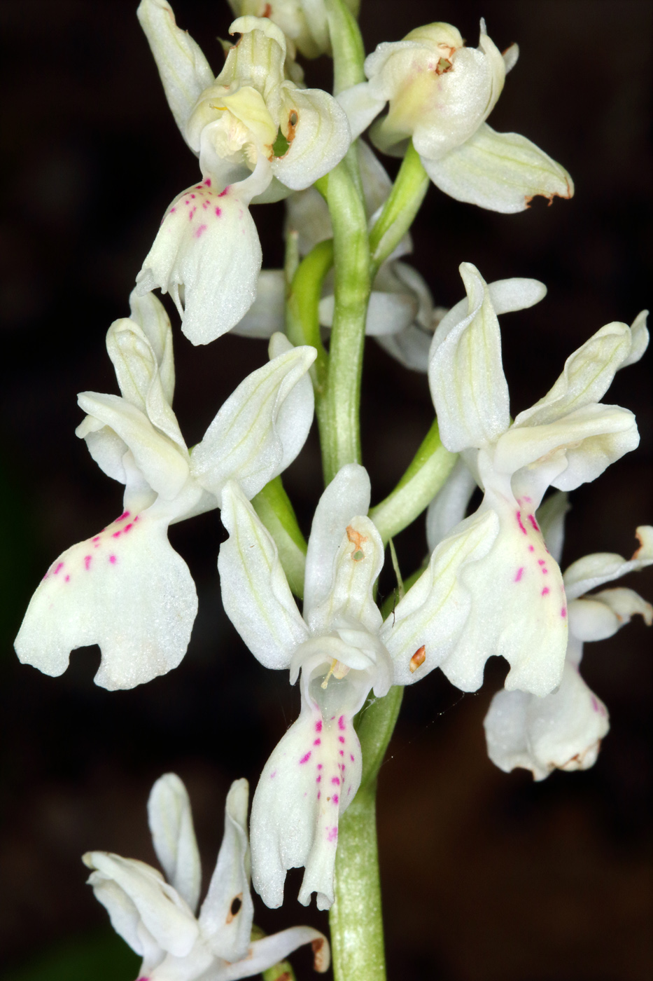 Image of Orchis provincialis specimen.