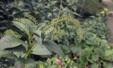 Lysimachia clethroides