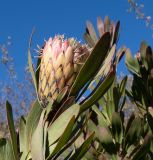 Protea obtusifolia