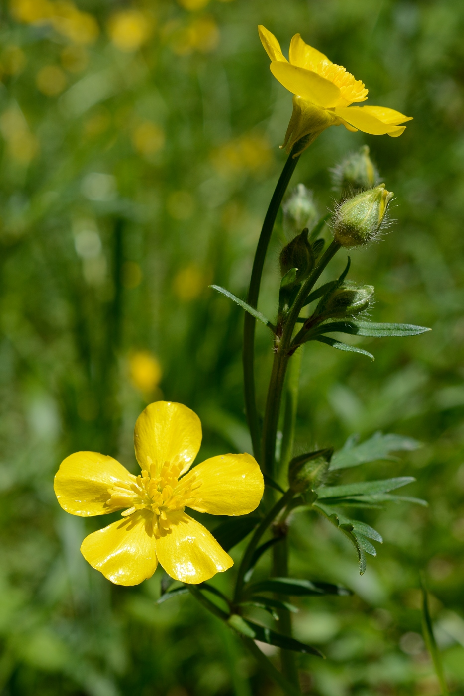 Изображение особи род Ranunculus.