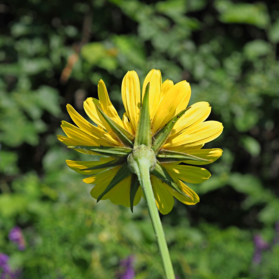 Image of Tragopogon pratensis specimen.