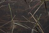 Alopecurus aequalis. Цветущие растения в воде мелководного озерка в тундре. Окрестности Мурманска, северный склон Лисьей сопки. 23.08.2008.