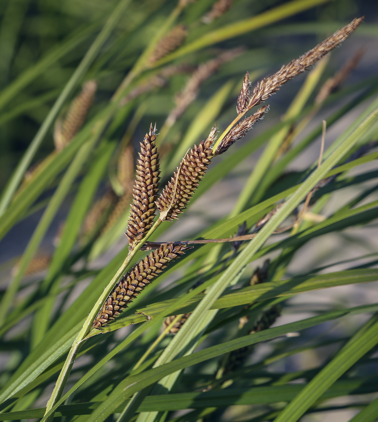 Image of genus Carex specimen.