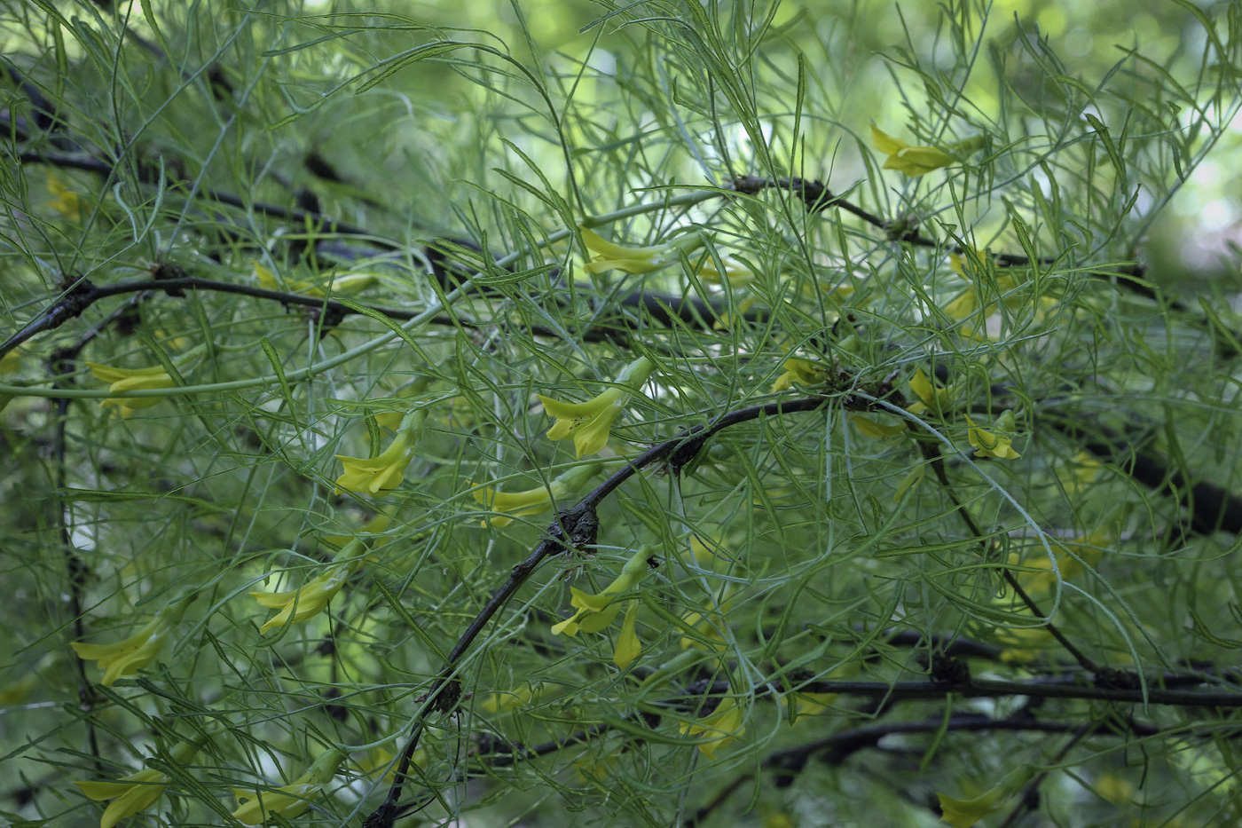 Image of Caragana arborescens specimen.