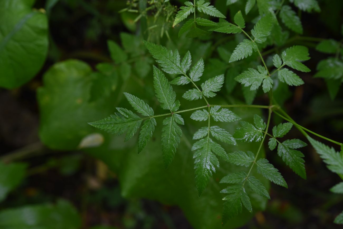 Image of familia Apiaceae specimen.