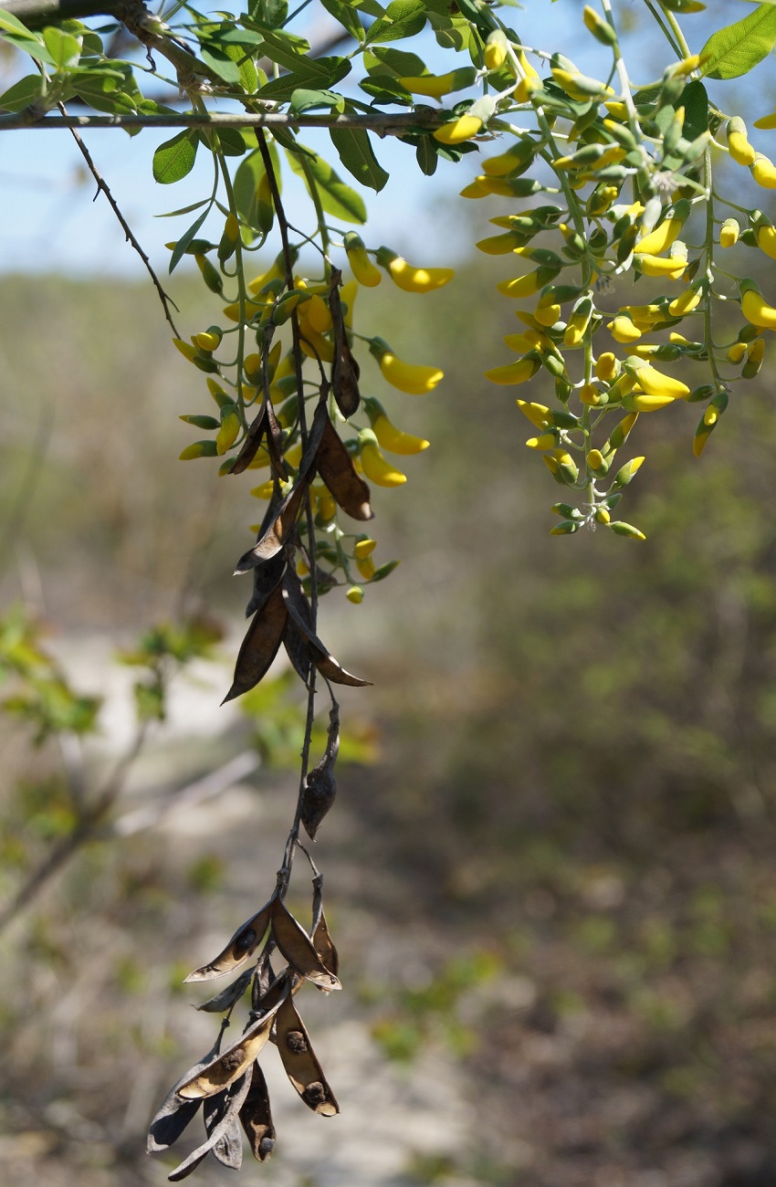 Image of Laburnum anagyroides specimen.