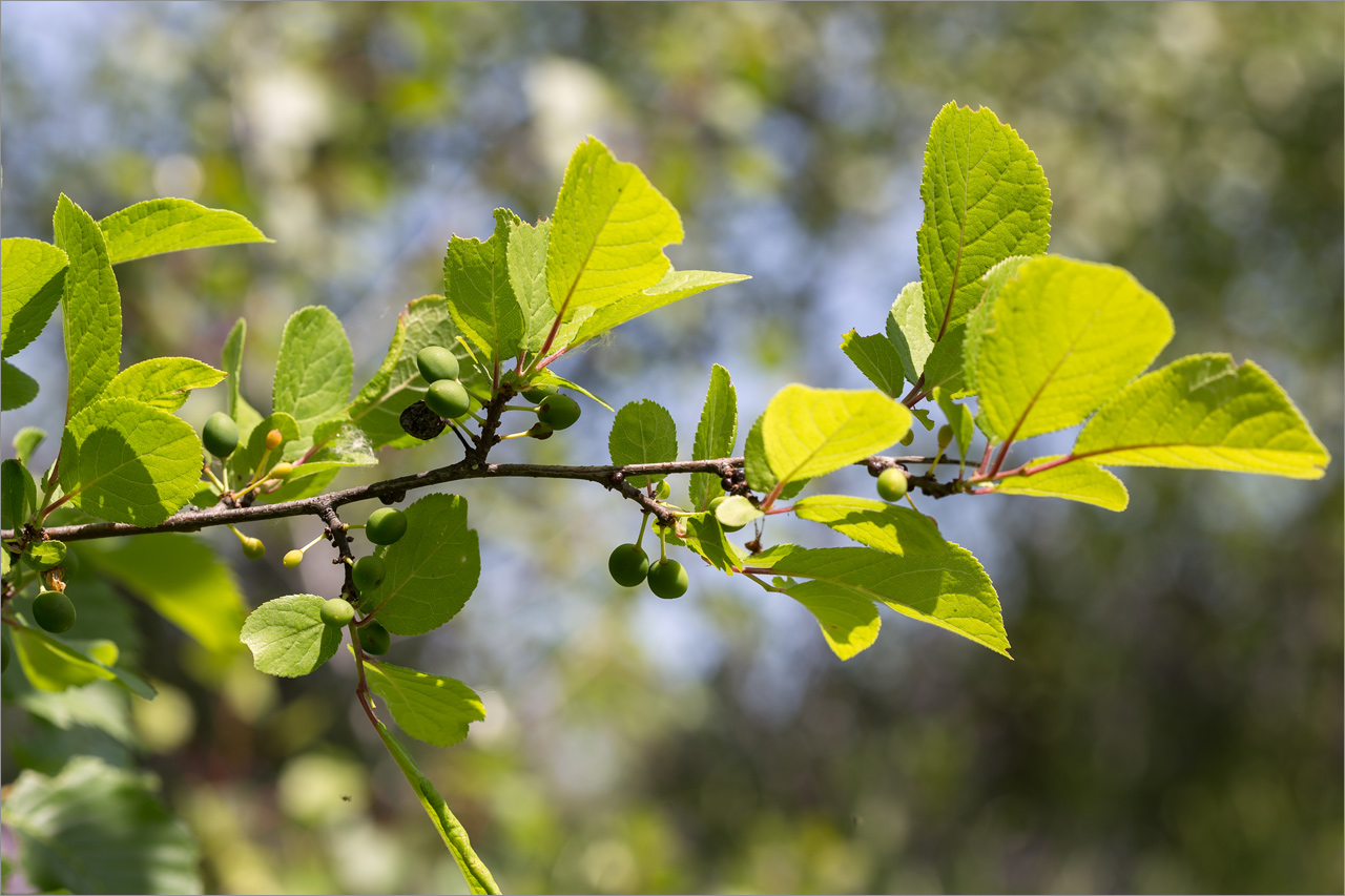 Изображение особи род Prunus.