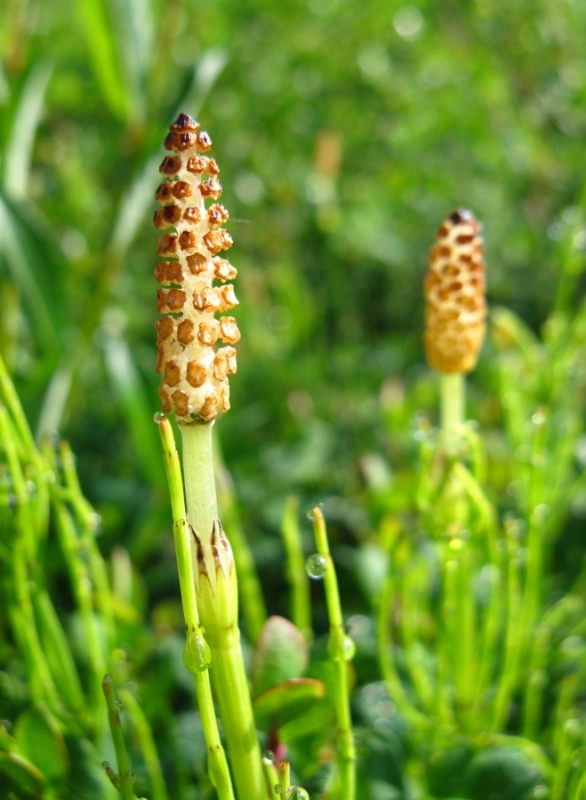 Image of Equisetum palustre specimen.