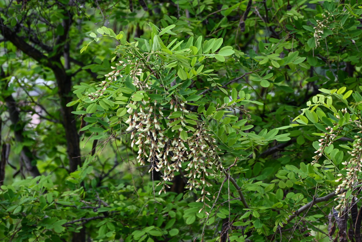 Изображение особи Robinia pseudoacacia.