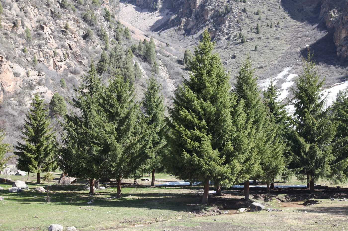 Изображение особи Picea schrenkiana.