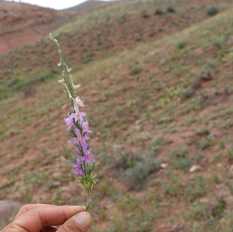 Image of genus Delphinium specimen.