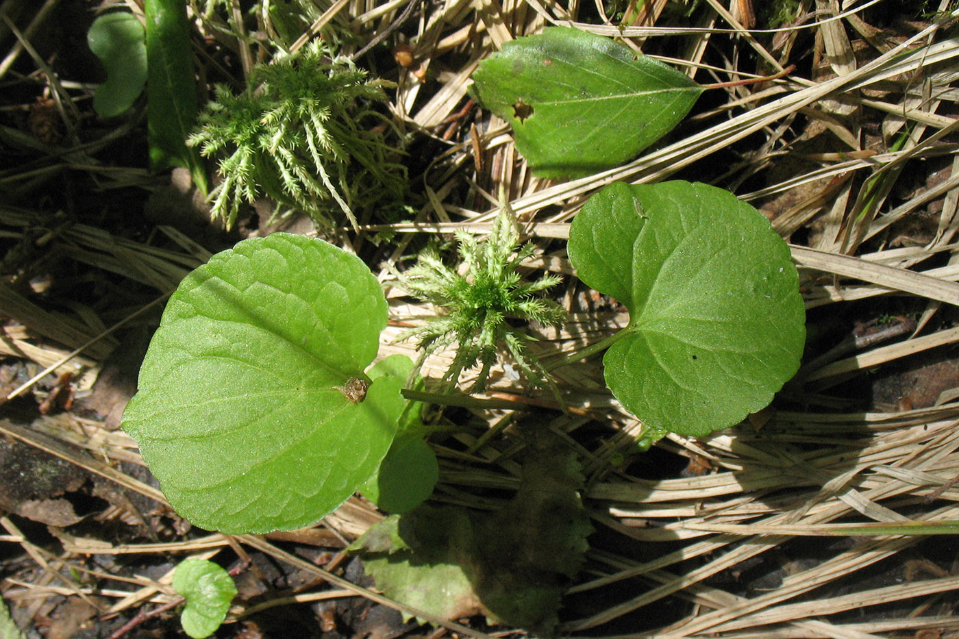 Image of Viola palustris specimen.