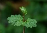 Glechoma hederacea