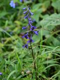 genus Delphinium. Соцветие. Чечня, Веденский р-н, ущелье р. Хулхулау, луговой склон. 25.07.2022.