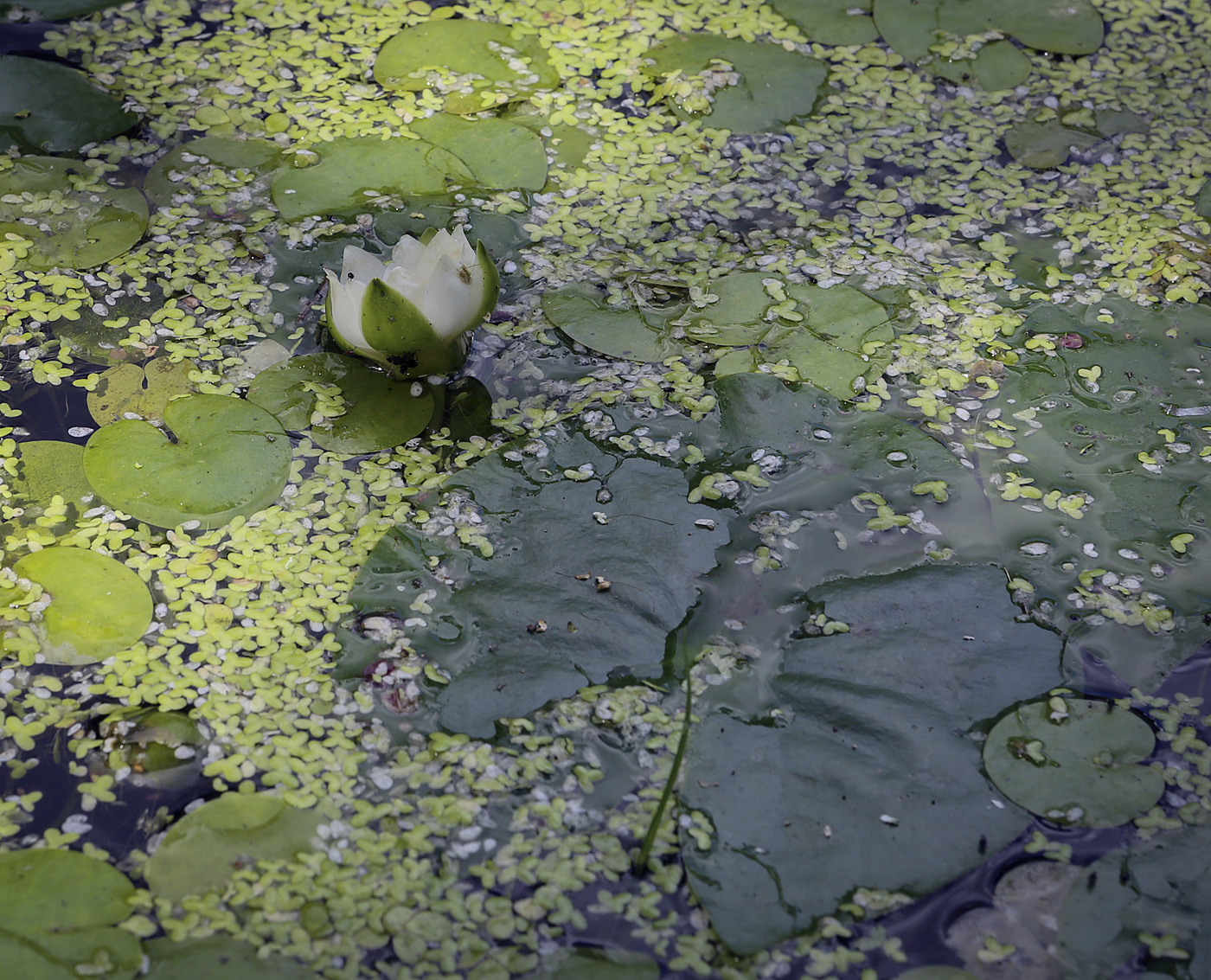 Изображение особи Nymphaea tetragona.