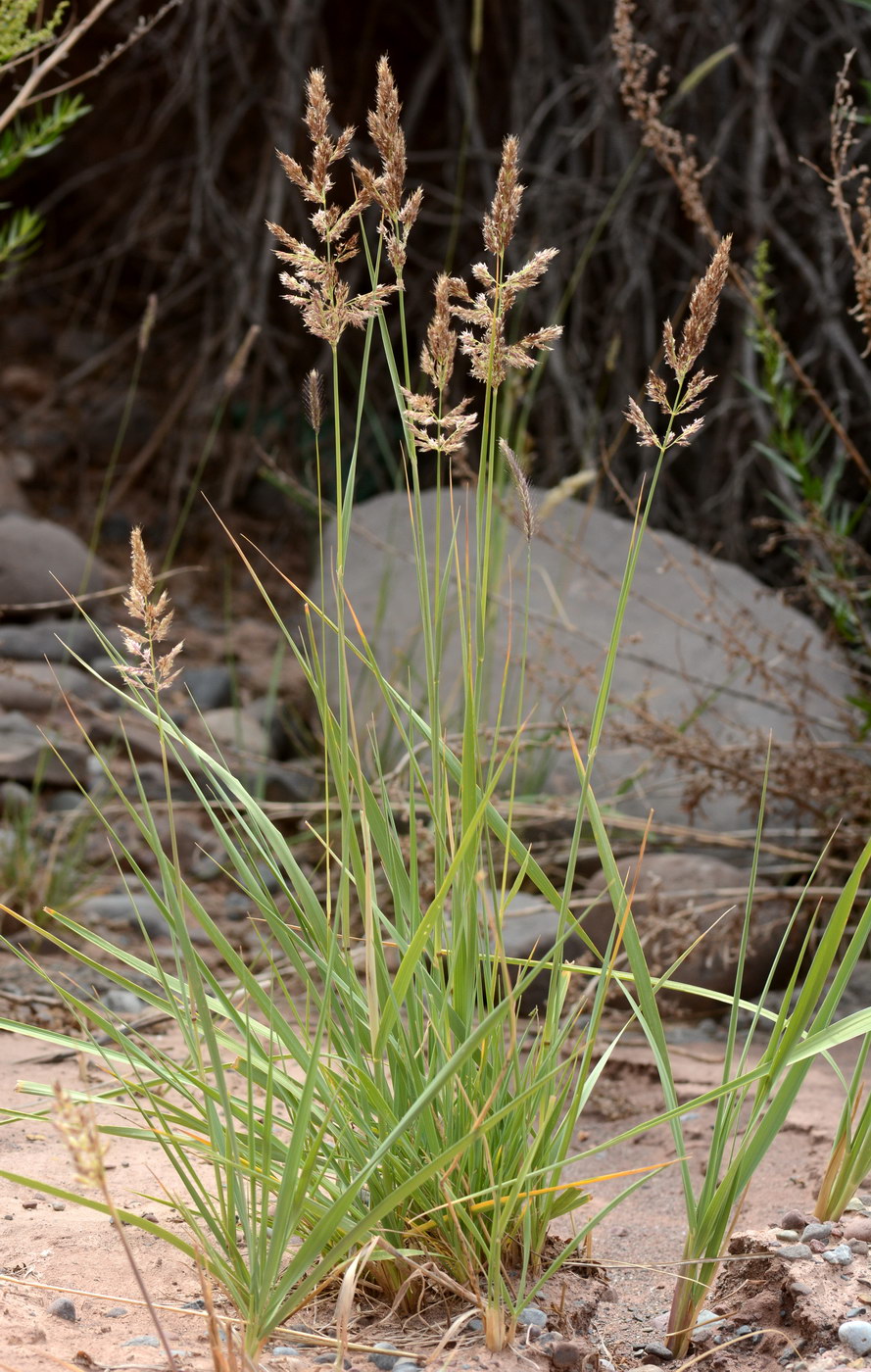 Изображение особи род Calamagrostis.