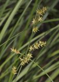 Carex elongata