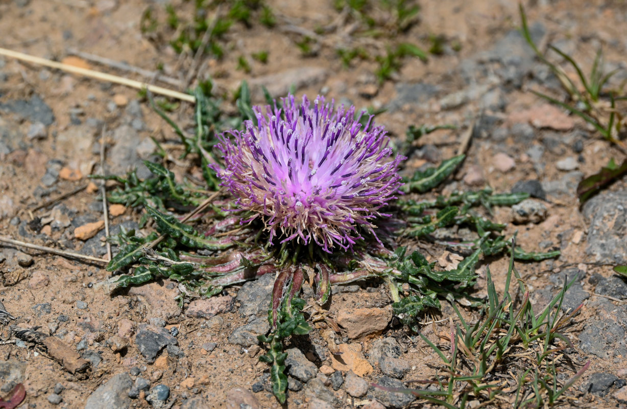 Image of Jurinella subacaulis specimen.