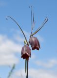 Fritillaria ruthenica. Верхушка цветущего растения. Белгородская обл., Новооскольский р-н, заповедник \"Белогорье\", участок \"Стенки Изгорья\", степной склон, в сообществе с Caragana frutex. 11.05.2021.