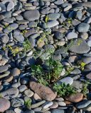 Raphanus maritimus. Цветущее и плодоносящее растение. Грузия, Аджария, г. Батуми, каменистый пляж. 17.06.2023.