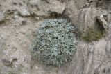 Salvia canescens variety daghestanica. Отцветшее растение. Чечня, Шаройский р-н, левый берег р. Шароаргун в 1 км выше устья р. Кенхи, конгломератный склон. 12 августа 2023 г.