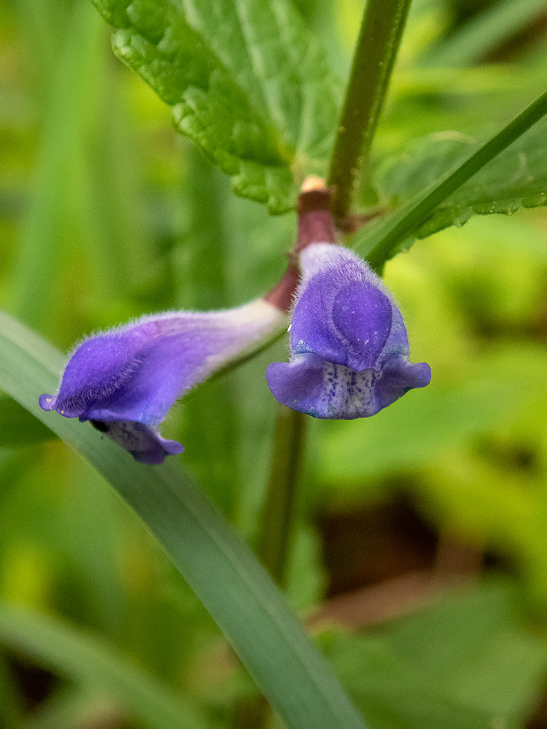 Image of Scutellaria galericulata specimen.