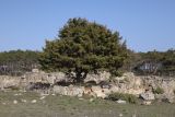 Juniperus deltoides. Дерево на руинах античной усадьбы. Крым, Севастополь, Юхарина балка. 29.03.2024.