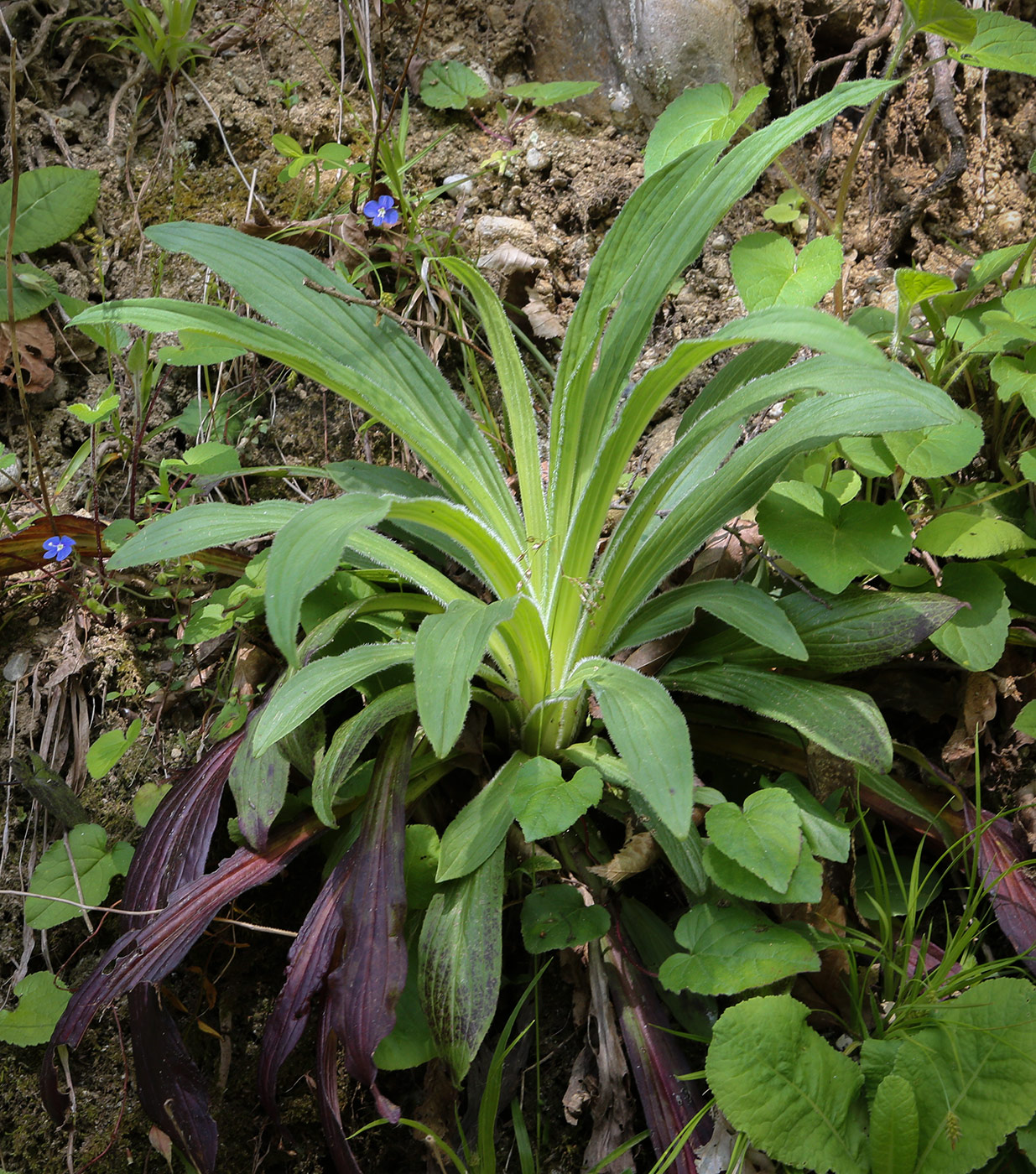 Изображение особи Digitalis schischkinii.