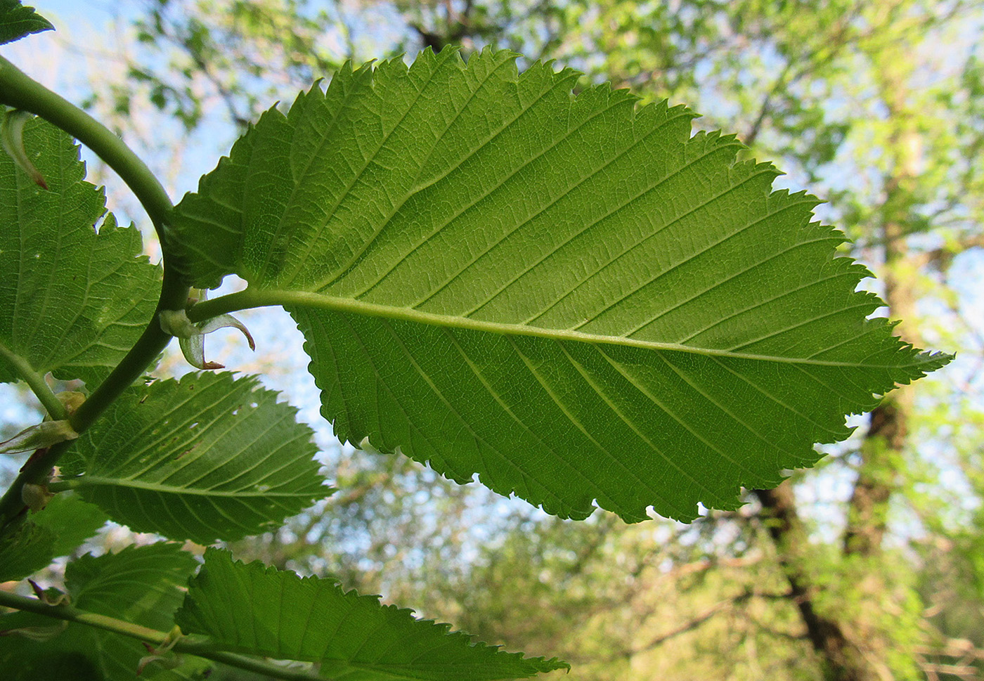 Изображение особи Ulmus laevis.