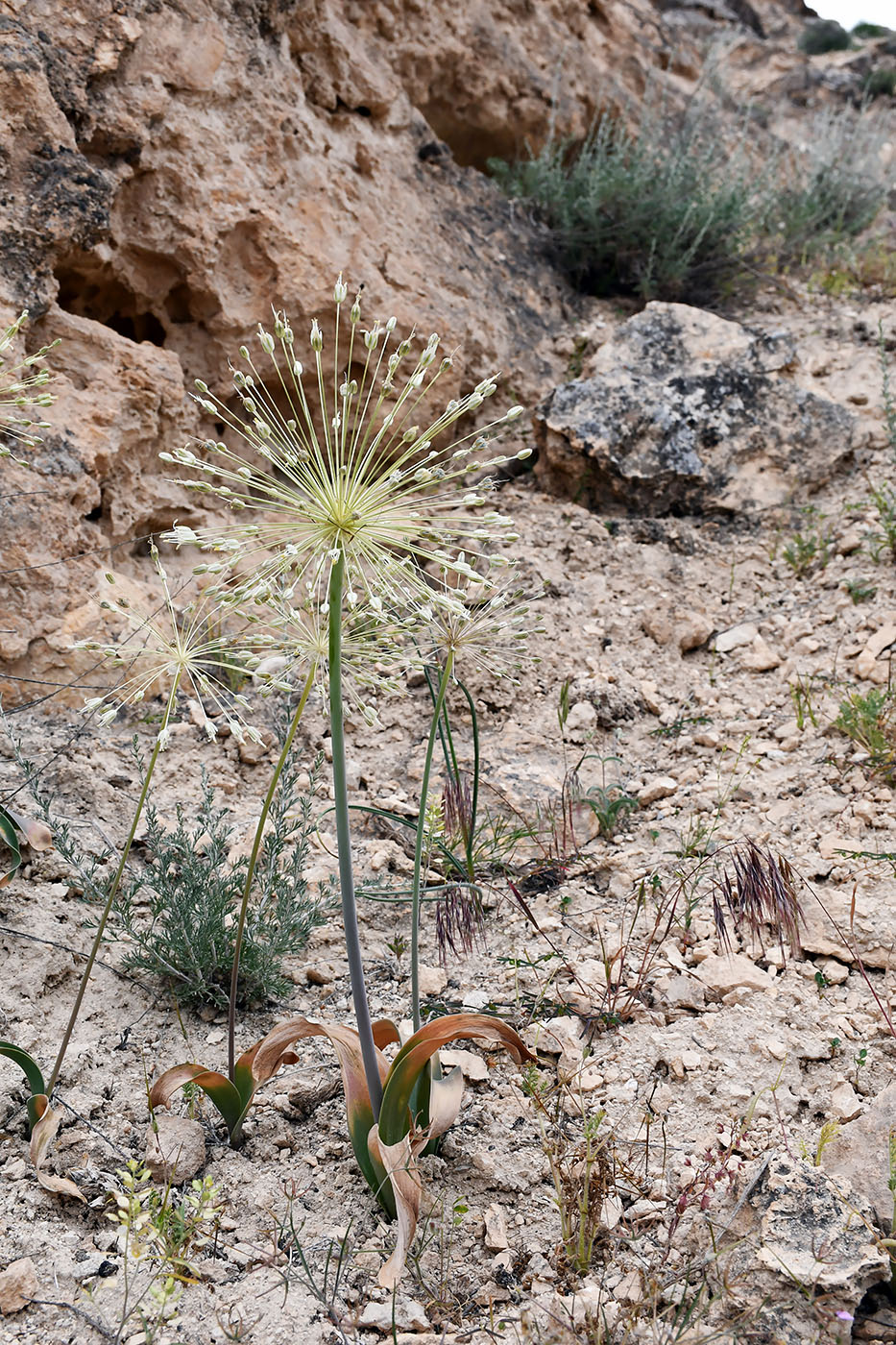 Image of Allium baissunense specimen.