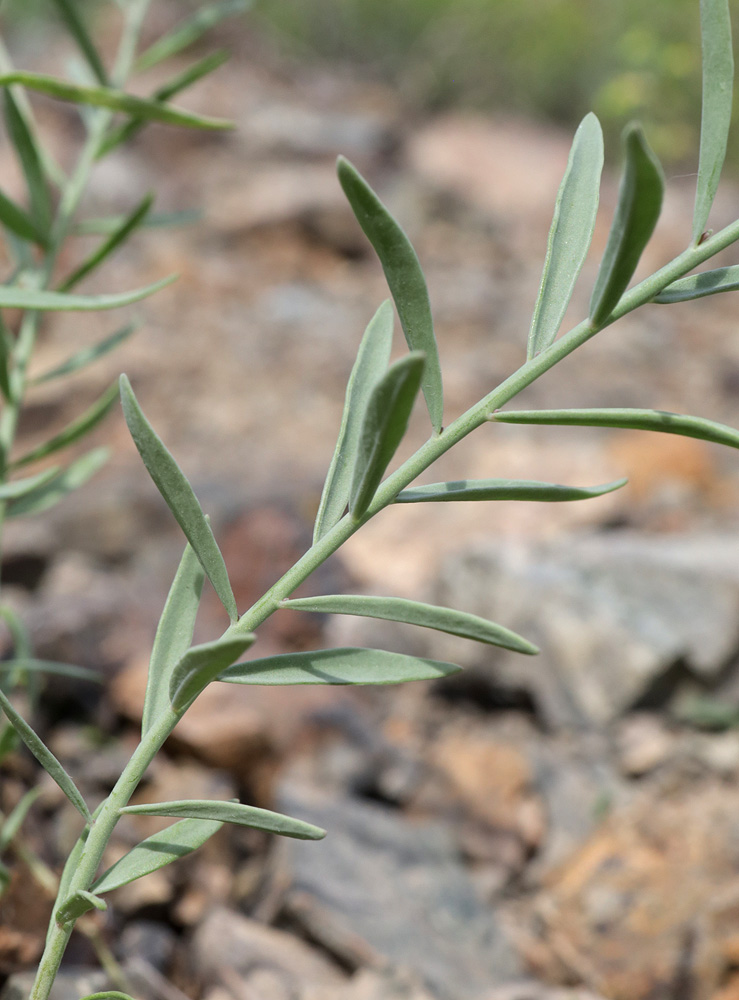 Изображение особи Linaria popovii.