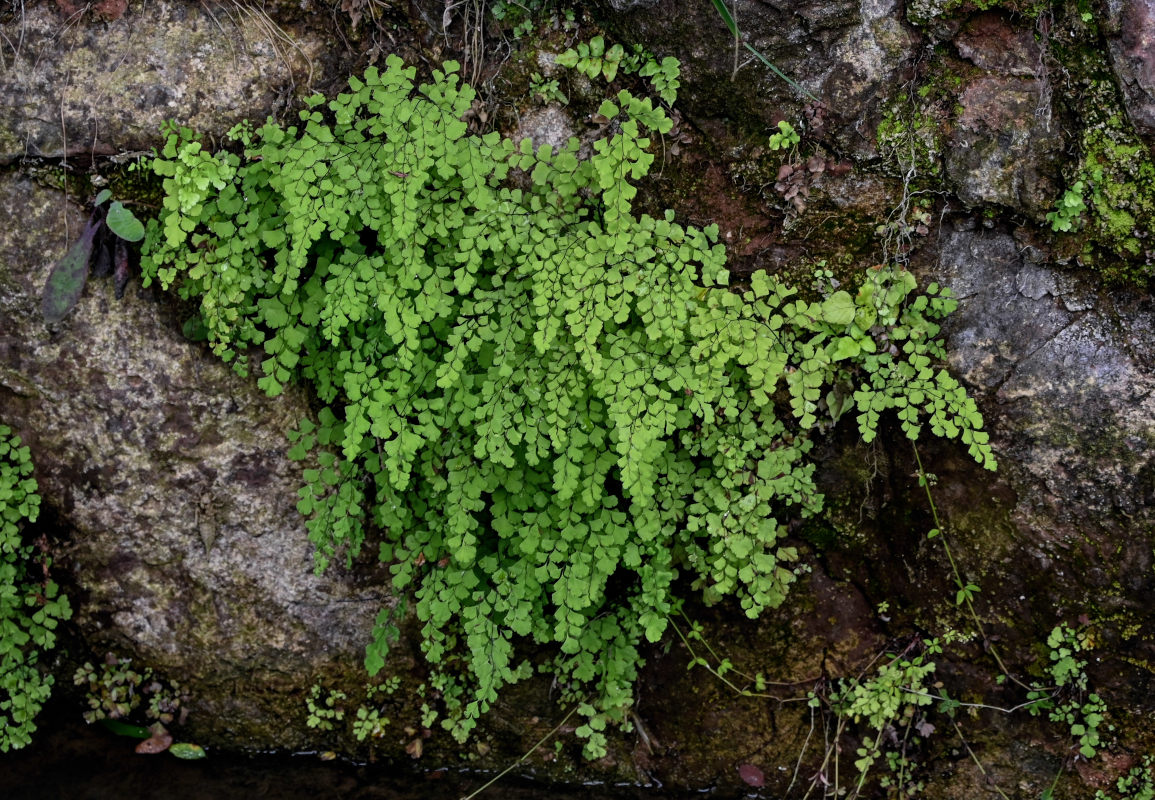 Изображение особи Adiantum capillus-veneris.