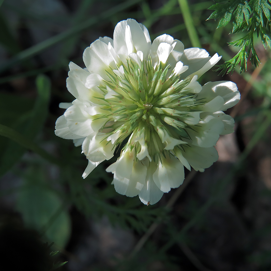 Image of Trifolium repens specimen.