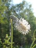 Sanguisorba parviflora. Верхушка побега с соцветием. Хабаровский край, окр. г. Комсомольск-на-Амуре, Силинский лесопарк, зарастающая просека. 30.07.2024.