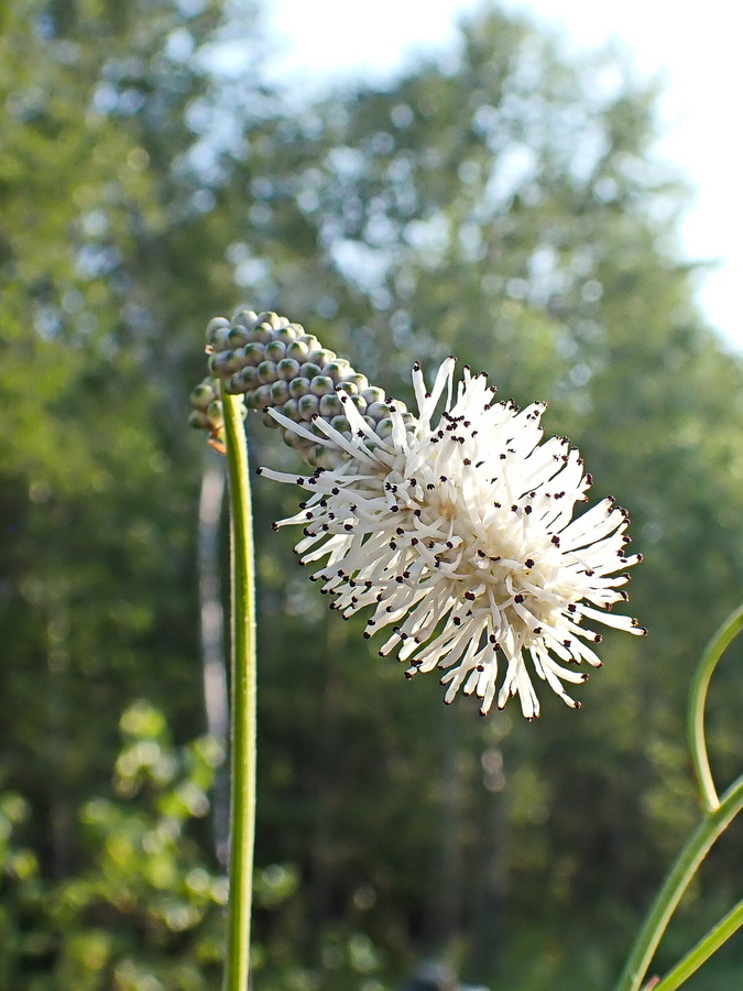 Изображение особи Sanguisorba parviflora.