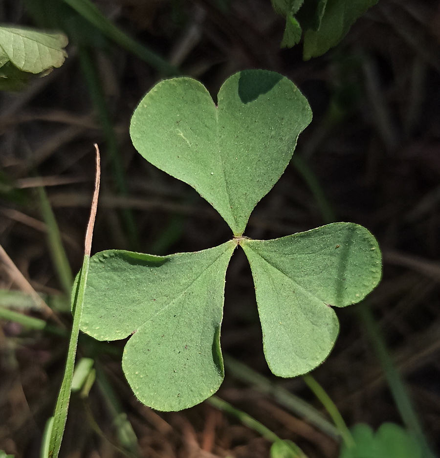 Image of Oxalis articulata specimen.