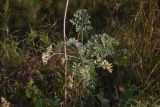 Artemisia absinthium. Вегетирующее растение. Калужская обл., Ульяновский р-н, окр. дер. Ягодное, луг около дороги, которая идёт от Ягодное к руч. Дубенка. 29 августа 2024 г.