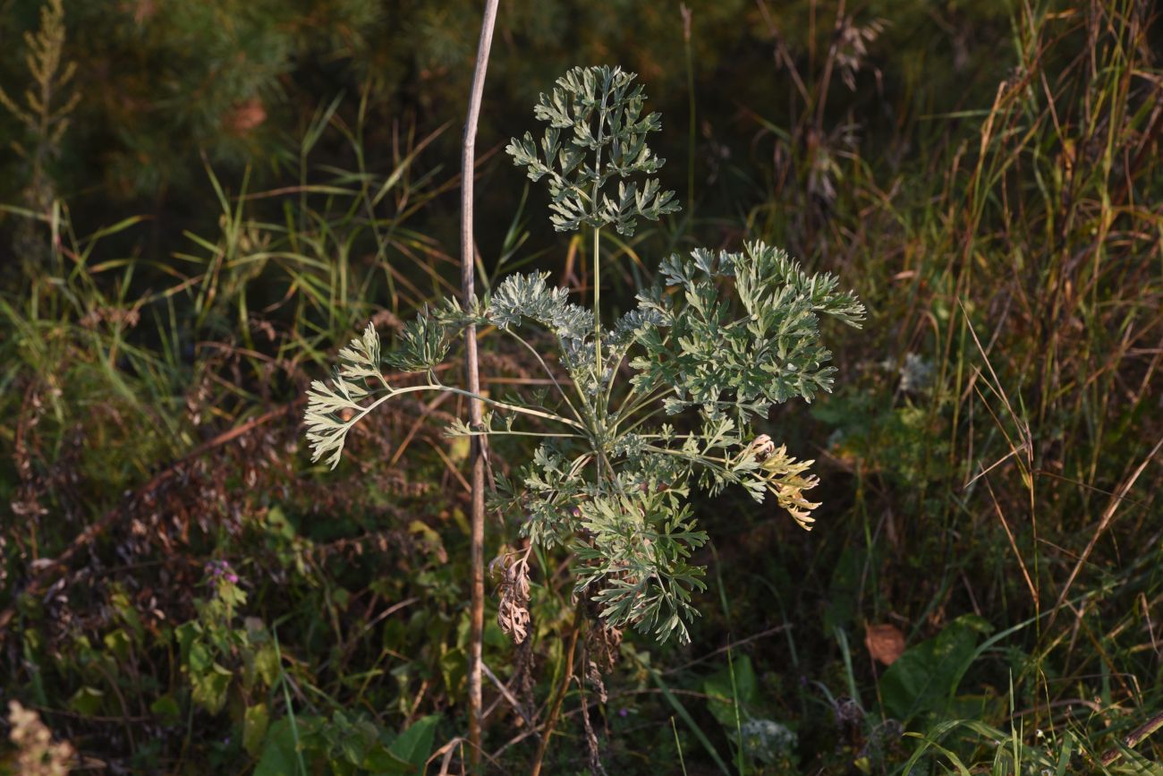 Image of Artemisia absinthium specimen.