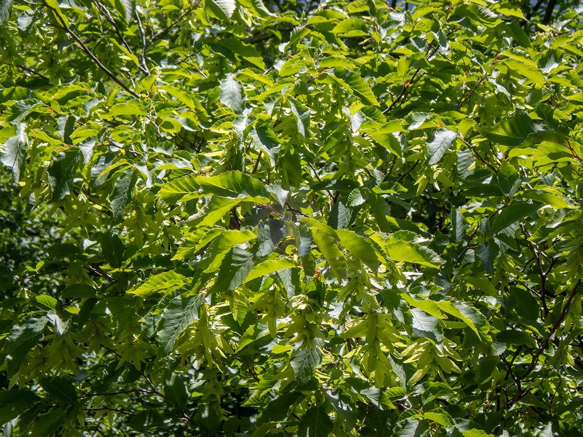 Изображение особи Carpinus betulus.