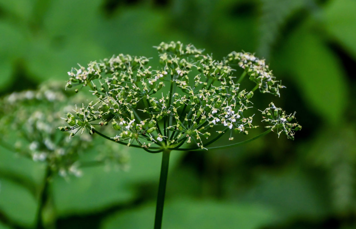 Image of Aegopodium podagraria specimen.