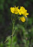 Brassica campestris. Соцветие с кормящейся мухой. Камчатский край, г. Петропавловск-Камчатский, сорное на газоне. 02.08.2024.