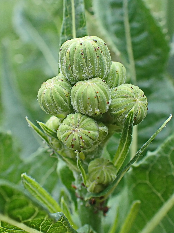 Image of Sonchus arvensis specimen.