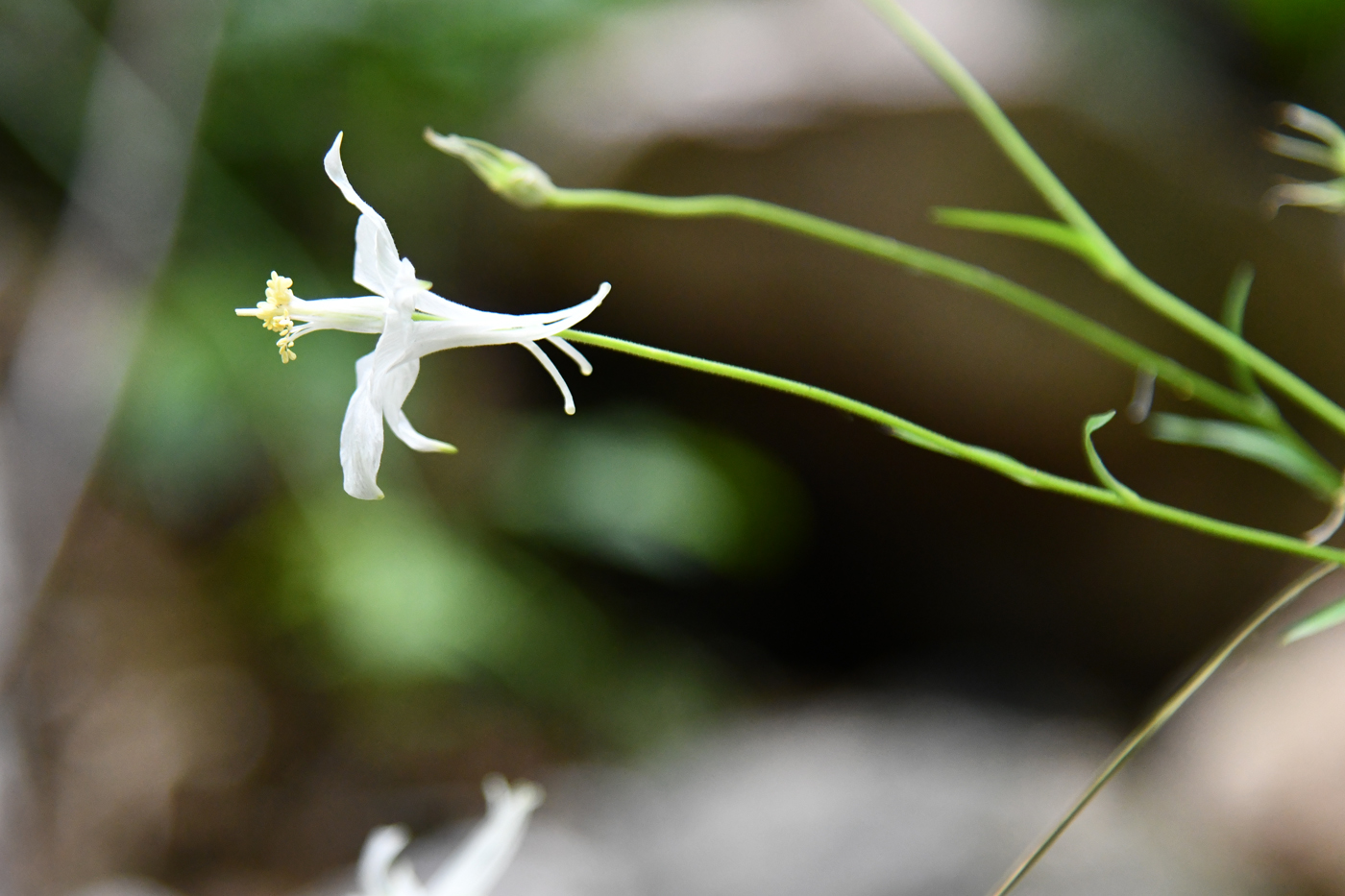 Изображение особи Aquilegia vicaria.