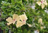 Hibiscus rosa-sinensis