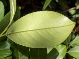 Lauro-cerasus officinalis. Лист (вид на абаксиальную поверхность) с кладкой насекомого (?). Крым, Южный Берег, городской округ Ялта, Массандровский парк. 29.05.2024.