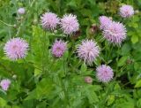 Cirsium setosum