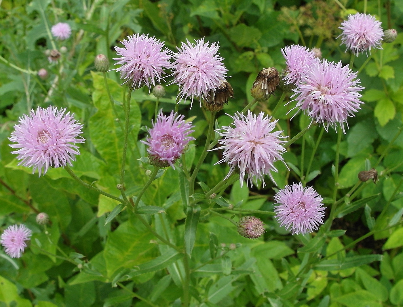 Изображение особи Cirsium setosum.