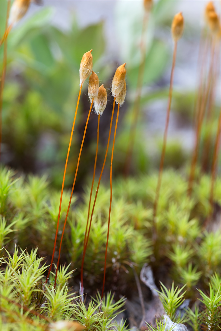 Image of Polytrichum juniperinum specimen.